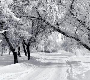 Winter Road w snowy tree cover